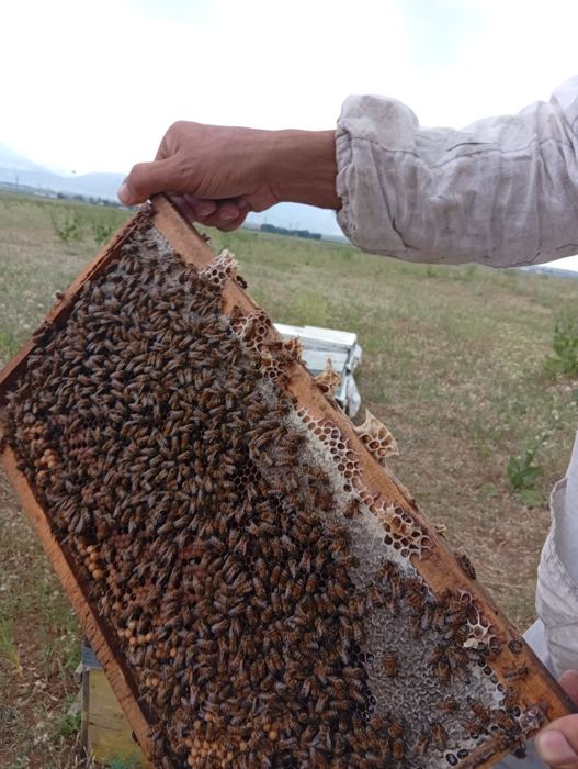YÖREBALLARI arıcısı, sahada kovan kontrolü yaparken