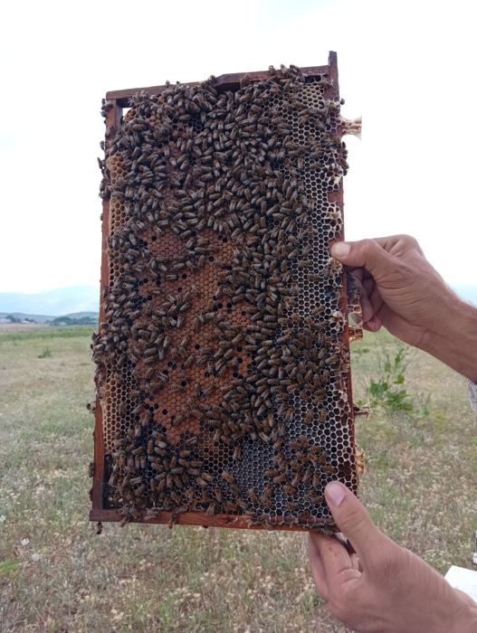 Bal peteği ve arılar, doğal ortamda